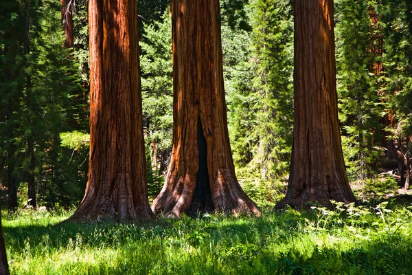 Ünlü büyük Sekoya ağaçları sequoia Ulusal Parkı içinde duran — Stok fotoğraf