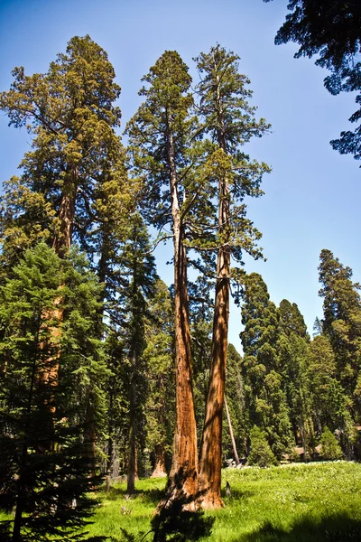 Famous big sequoia trees are standing in Sequoia National Park — Stock Photo, Image