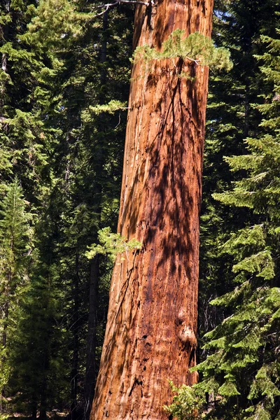 Famous big sequoia trees are standing in Sequoia National Park — Stock Photo, Image