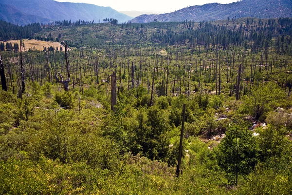 Forêt avec arbres endommagés par le feu avec écorce noire — Photo