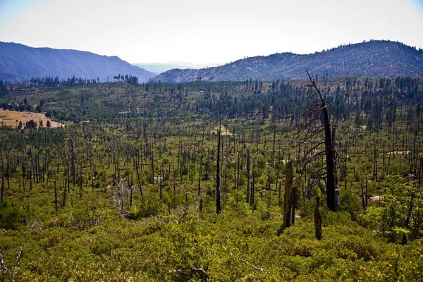 Floresta com fogo árvores danificadas com casca preta — Fotografia de Stock