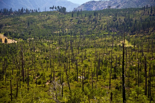 Bos met vuur beschadigd bomen met zwarte schors — Stockfoto