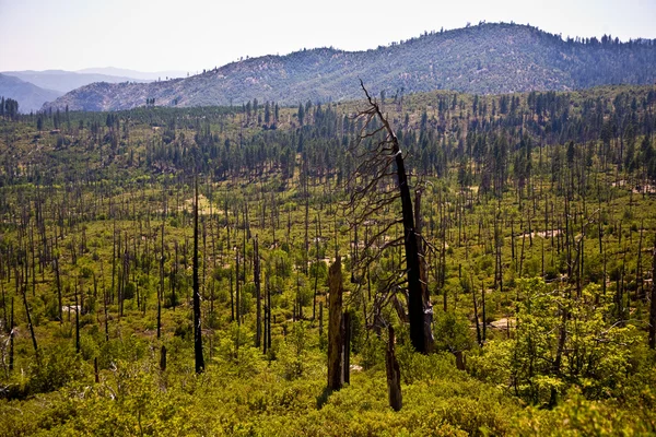 森林火灾与损坏树木与黑色树皮 — 图库照片