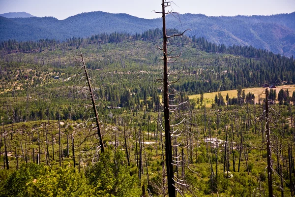 Ліс з вогнем пошкоджені дерева з чорною корою — стокове фото