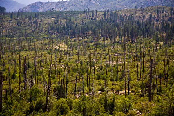 Lasu ogniem uszkodzone drzewa z kory czarny — Zdjęcie stockowe