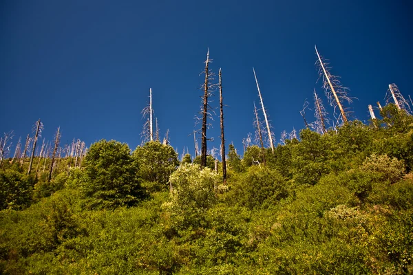 Floresta com fogo árvores danificadas com casca preta — Fotografia de Stock