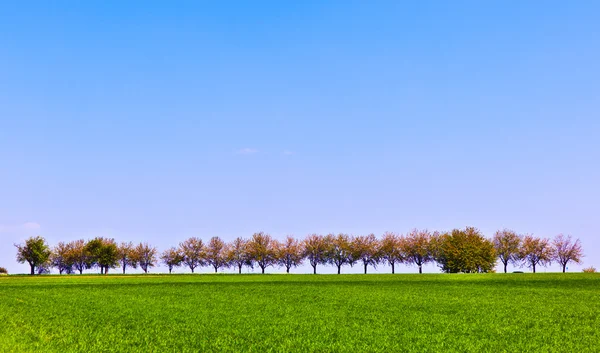 Gränd i landskapet på våren — Stockfoto