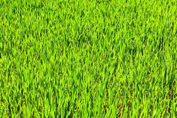 Grün baut im Frühling Mais auf dem Feld an — Stockfoto