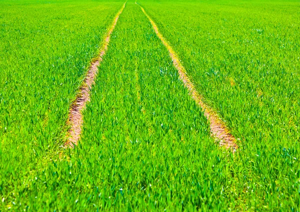 stock image Marks of wheels in green field