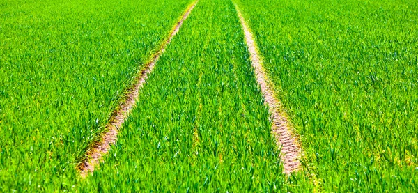 Marks of wheels in green field — Stock Photo, Image