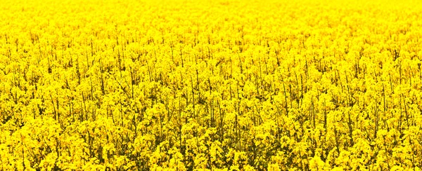 stock image Beautiful rape fields in spring