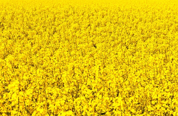 stock image Beautiful rape fields in spring