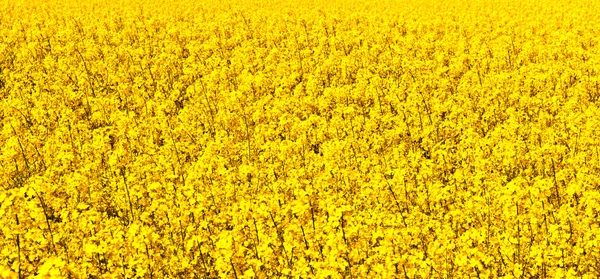 Stock image Beautiful rape fields in spring