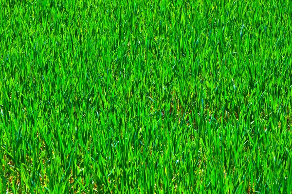 Zielone, uprawy kukurydzy w pole wiosną — Zdjęcie stockowe