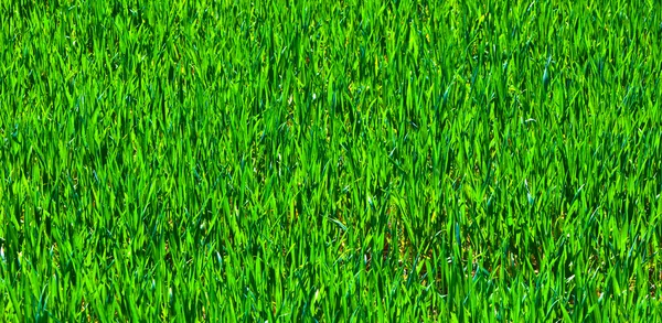 Grönt odla majs i fältet på våren — Stockfoto