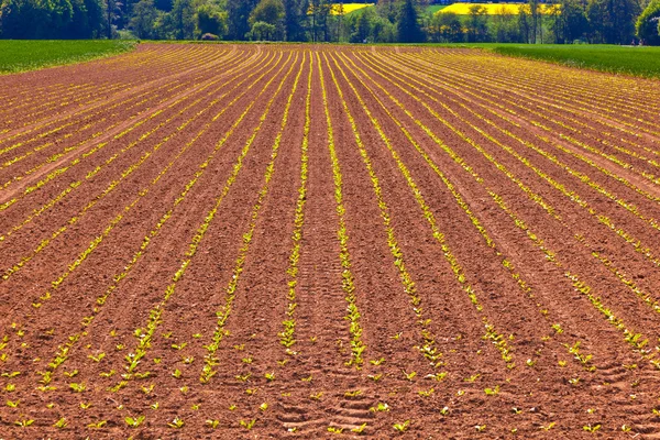 Grönt odla majs i fältet på våren — Stockfoto