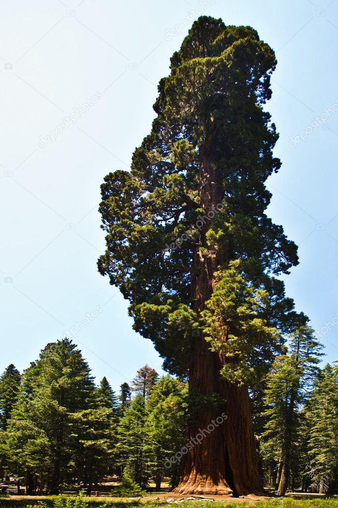 Famous big sequoia trees are standing in Sequoia National Park