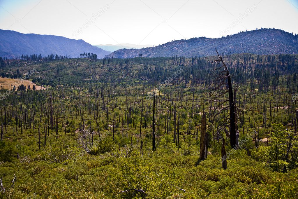 Forest with fire damaged trees with black bark