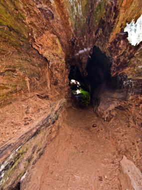 uzun ve büyük SEQUOIAS güzel sequoia national Park