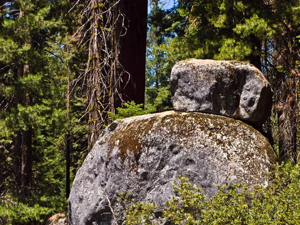Высокие и большие секвойи и камни в национальном парке секвойя — стоковое фото