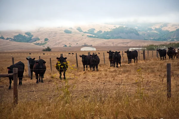 Коровы на лугу возле Сан-Симеона, Калифорния — стоковое фото