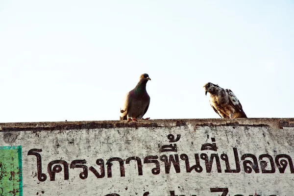 Vogels in de buurt van de rivier zijn feeded door — Stockfoto