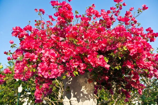 Krásné květiny v parku bang pa-in palác — Stock fotografie