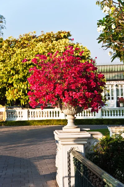 Schöne Blumen im Park von Knall pa-in Palast — Stockfoto