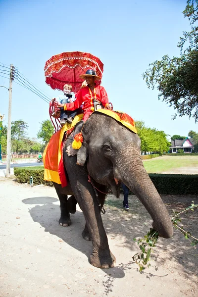 Elefant bir turist ajutthaja binmek — Stok fotoğraf