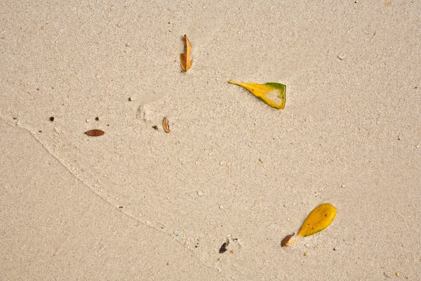 Листья на пляже устроены природой — стоковое фото