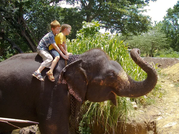 Хлопчики катаються на спині слона — стокове фото