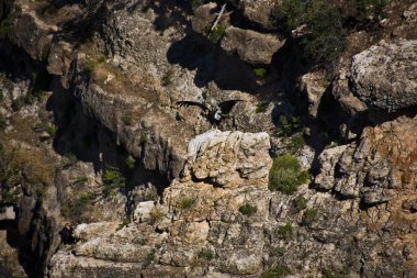 Akbaba maricopa point yakınlarında büyük Kanyon, taşıdıkları bir ho