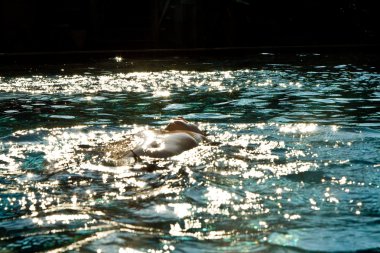 Kızıl saçlı çocuk havuzu ve enyoing taze yüzüyor