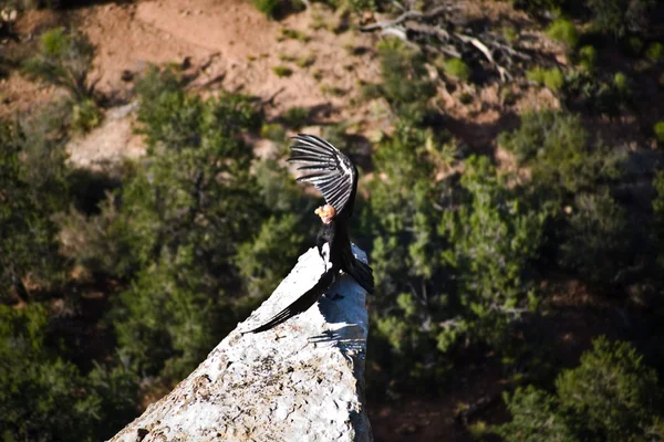 秃鹫在马里科帕点与归巢附近大峡谷 · 德维 — 图库照片