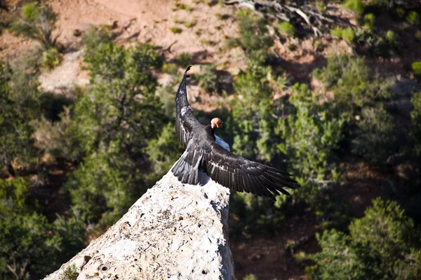 Vulture dans le Grand Canyon près de Maricopa Point avec devi retour — Photo