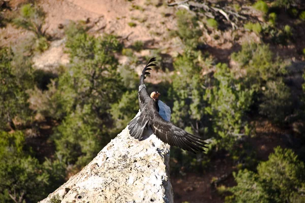 Vulture dans le Grand Canyon près de Maricopa Point avec devi retour — Photo
