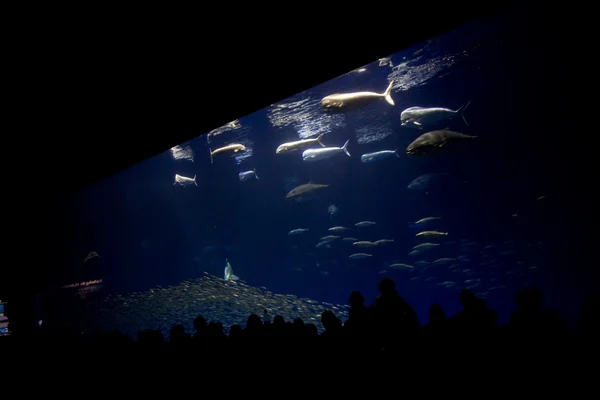 Poissons, requins, thons, dans l'aquarium d'eau de mer — Photo