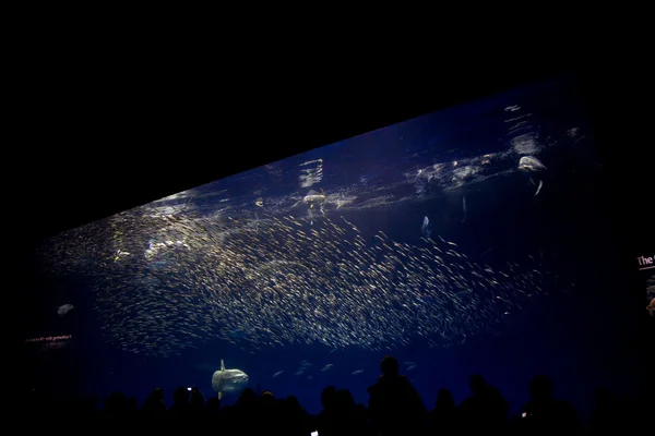 Риби, акул, тунців, в акваріумі морської води — стокове фото