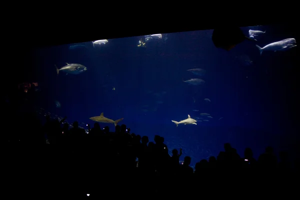 Poissons, requins, thons, dans l'aquarium d'eau de mer — Photo