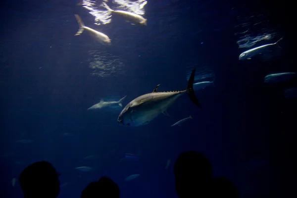 Peces, tiburones, atunes, en el acuario de agua de mar —  Fotos de Stock