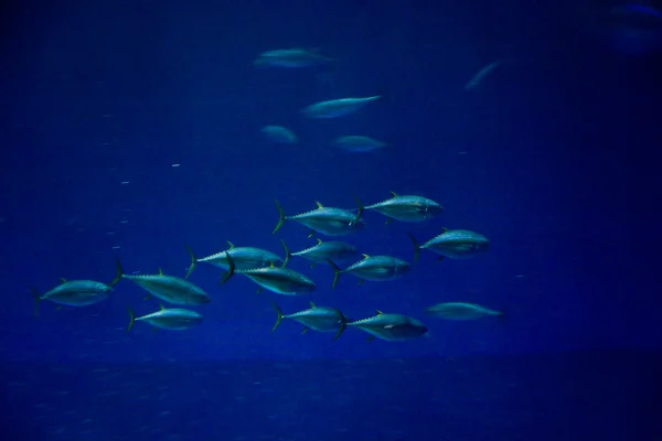 Balıklar, köpekbalıkları, ton balıkları, deniz suyu akvaryum — Stok fotoğraf