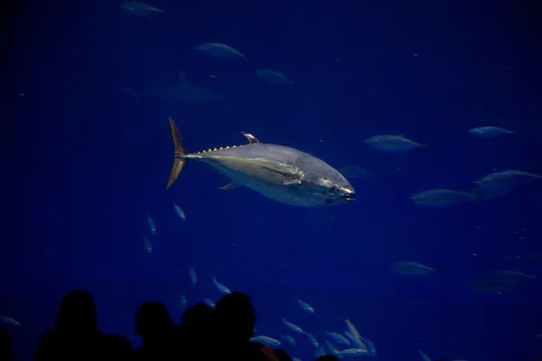 Vissen, haaien, tonijnen, in het zeewater aquarium — Stockfoto