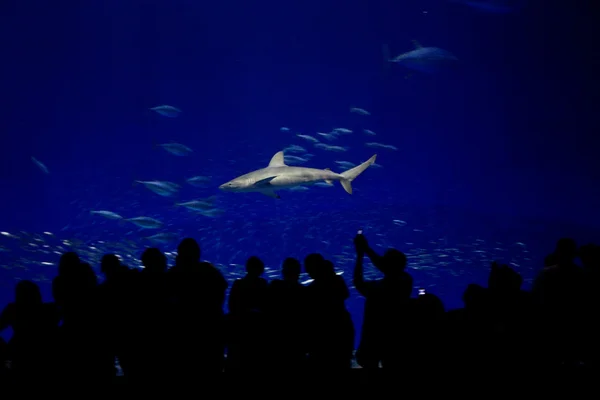 Рыбы, акулы, тунцы, в аквариуме с морской водой — стоковое фото