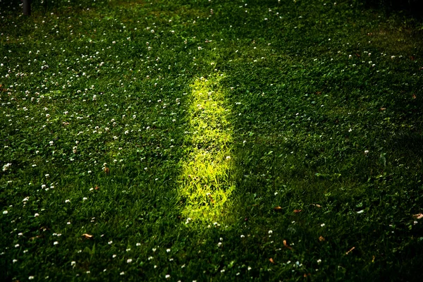 Light on grass — Stock Photo, Image