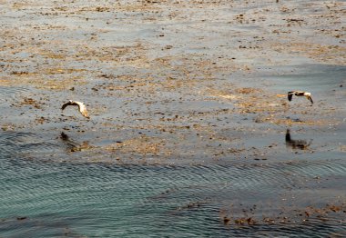 Bird watching the water and catching fishers