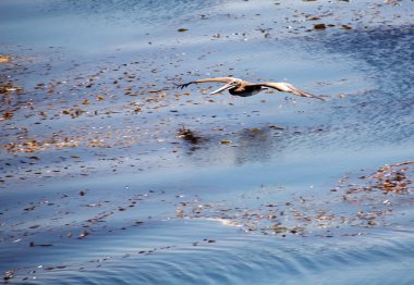 Bird watching the water and catching fishers