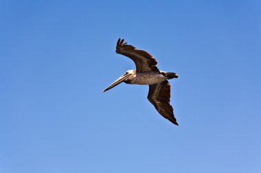 Bird watching the water and catching fishers