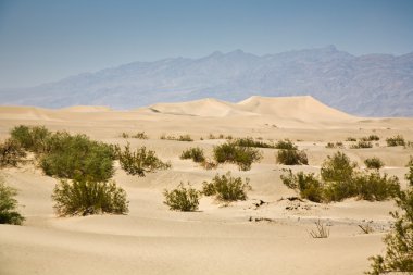 mesquite kuru çöl ciğeri kumulları kuzey noktasında daireler