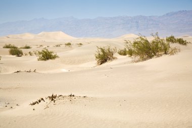 mesquite kuru çöl ciğeri kumulları kuzey noktasında daireler