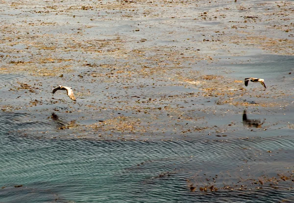 Oiseaux observant l'eau et attrapant les pêcheurs — Photo